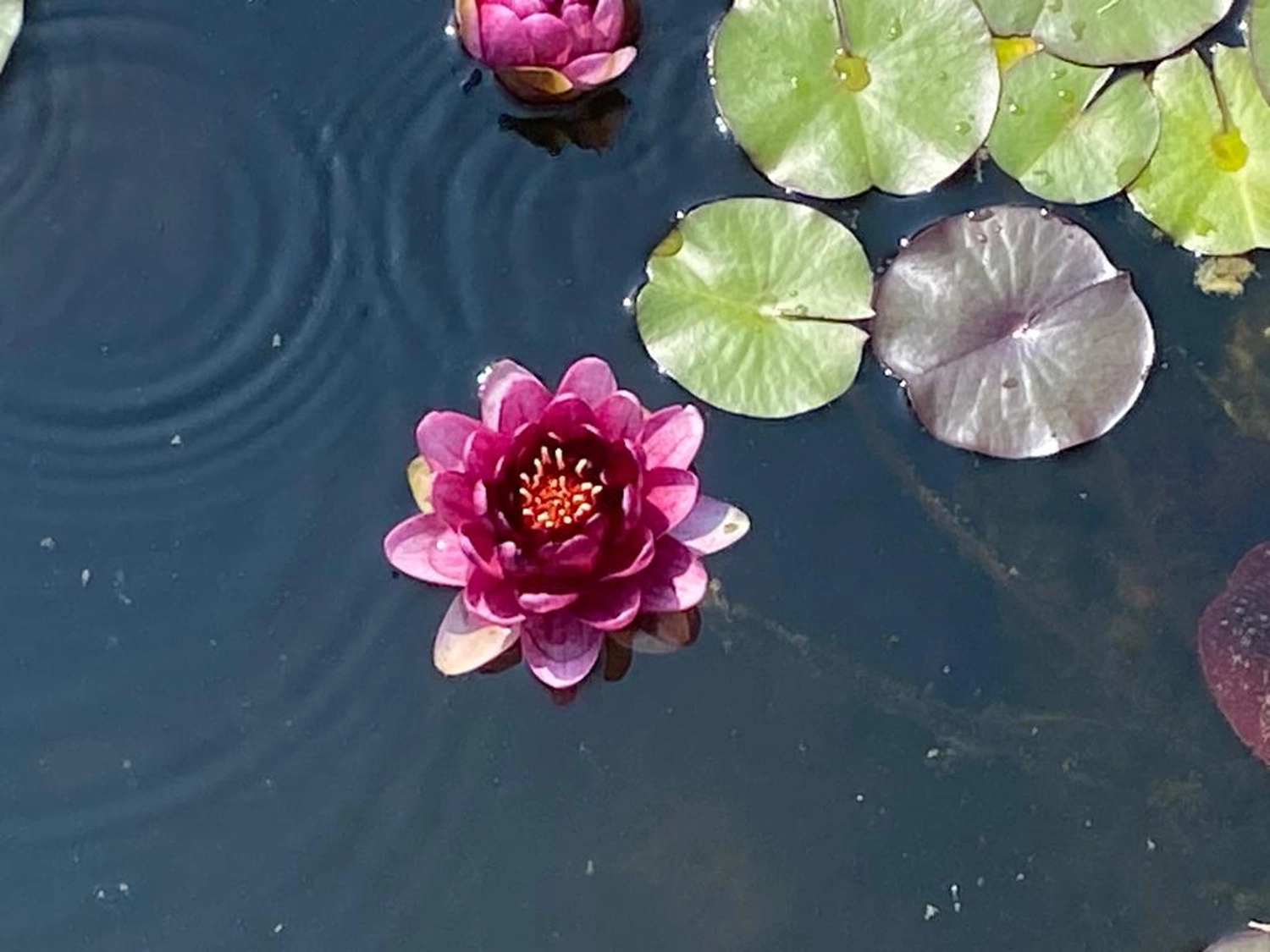 Martin Maurer - Gesundheit - Blume auf Wasser